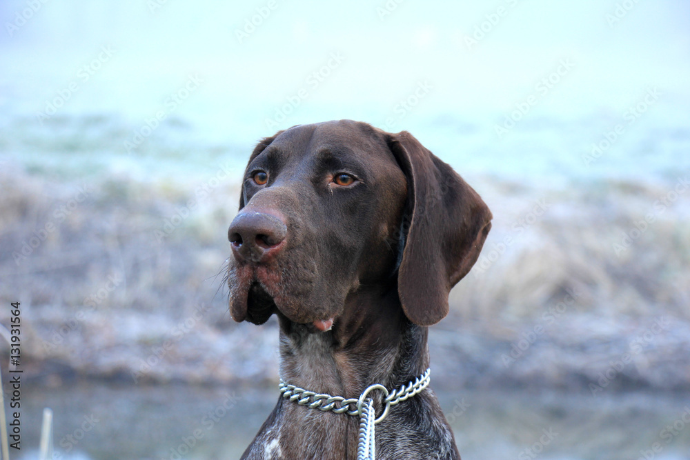 German Shorthaired Pointer German Shorthaired Pointer