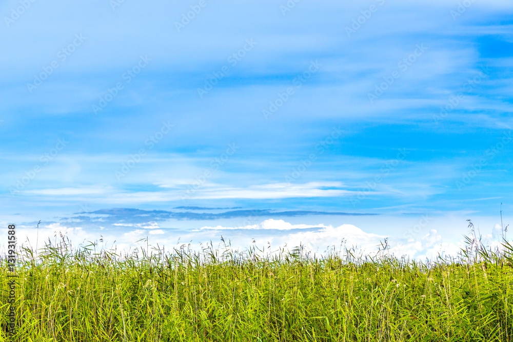 Obraz premium Summer view with copy space. Horizon of reed against blue sky with Cirrus clouds. 