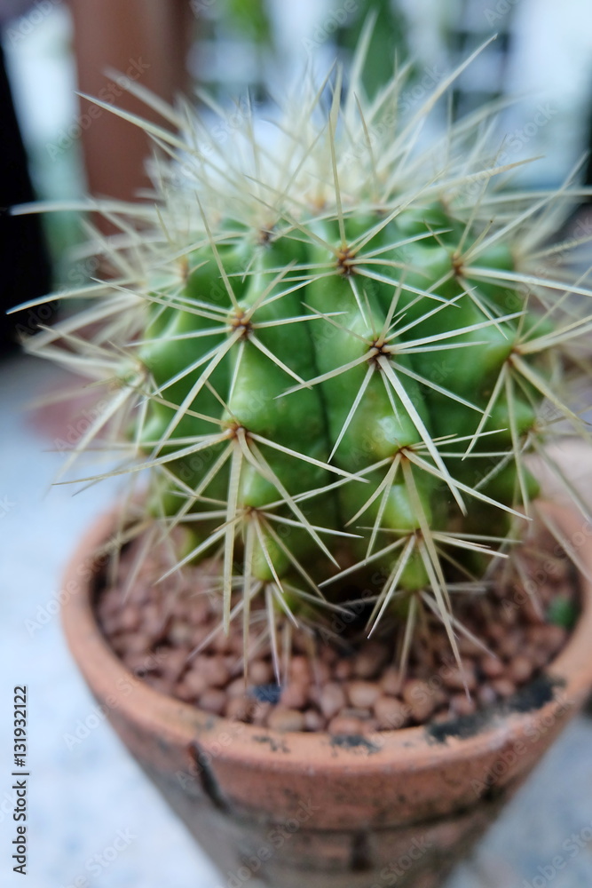 Cactus Cactus