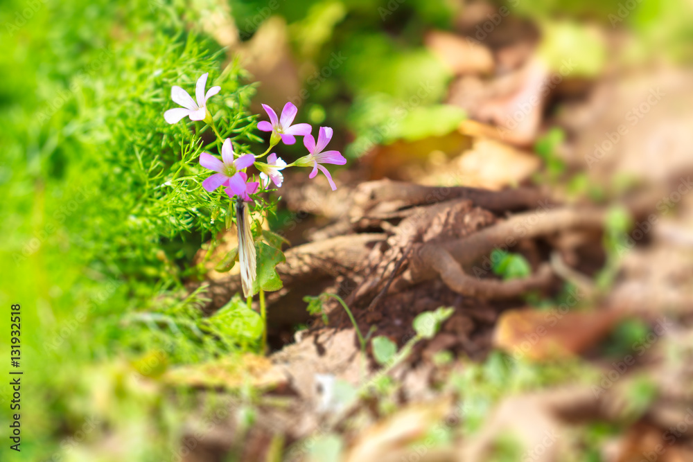 little beautiful pink flowers with a soft blur nature background little beautiful pink flowers with a soft blur nature background