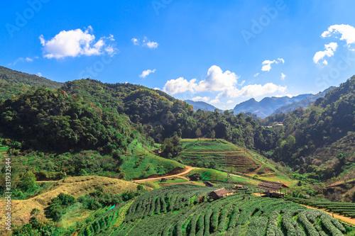 Beautiful tea farm on a mountain hill at afternoon at Angkhang C