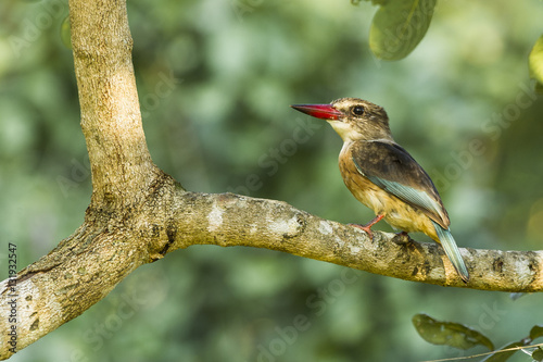 A Brown Hooded Kingfisher sits on its perch  photo