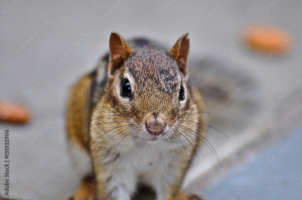 Fototapeta premium Chipmunk 1