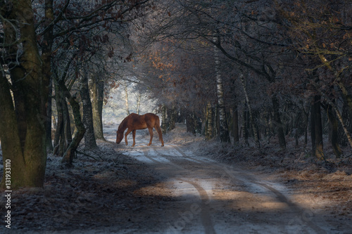 Horse fairy tale in winter landscape