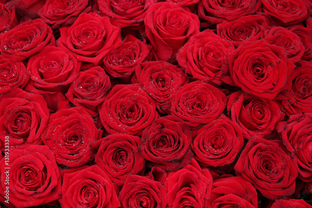 Big group of red roses