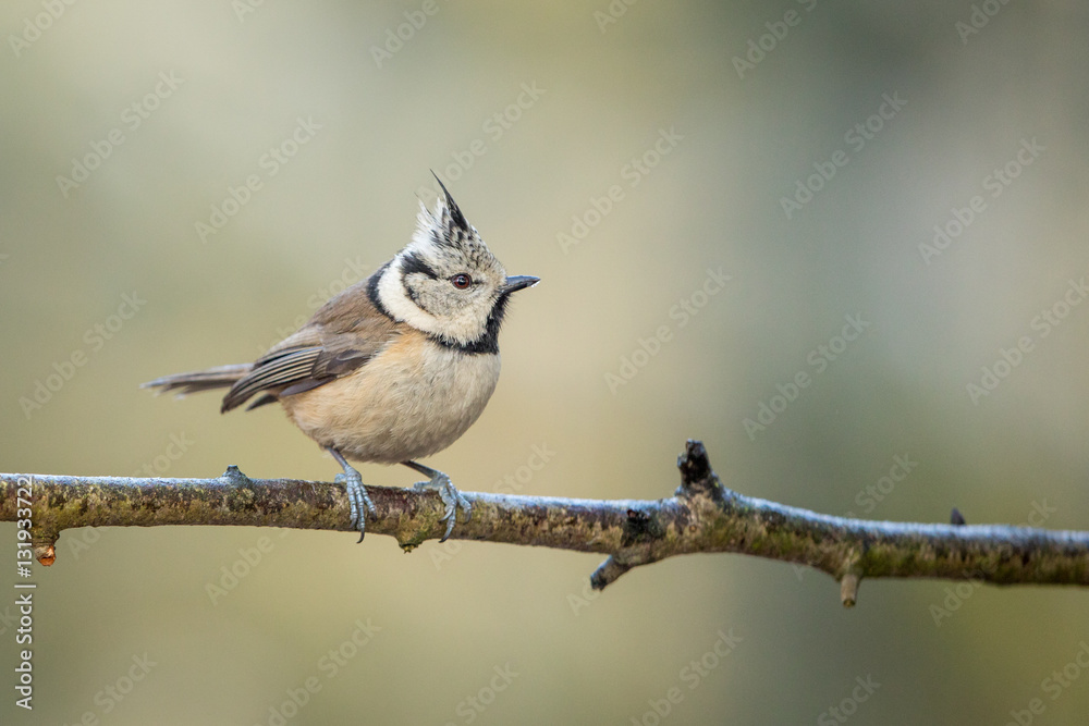 Obraz premium Crested Tit