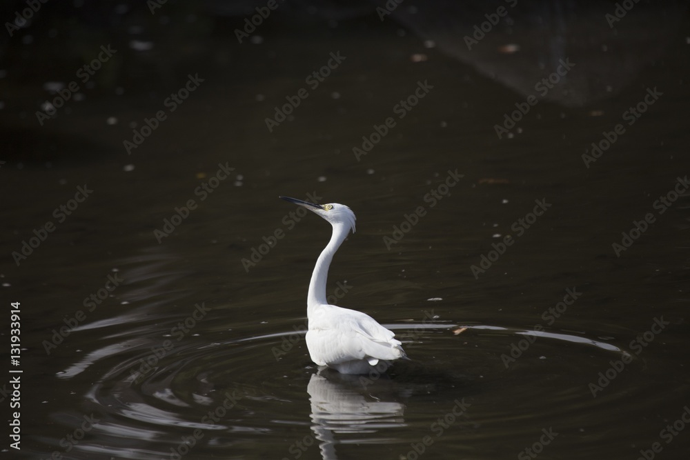 Little Egret (Egretta garzetta) Little Egret (Egretta garzetta)