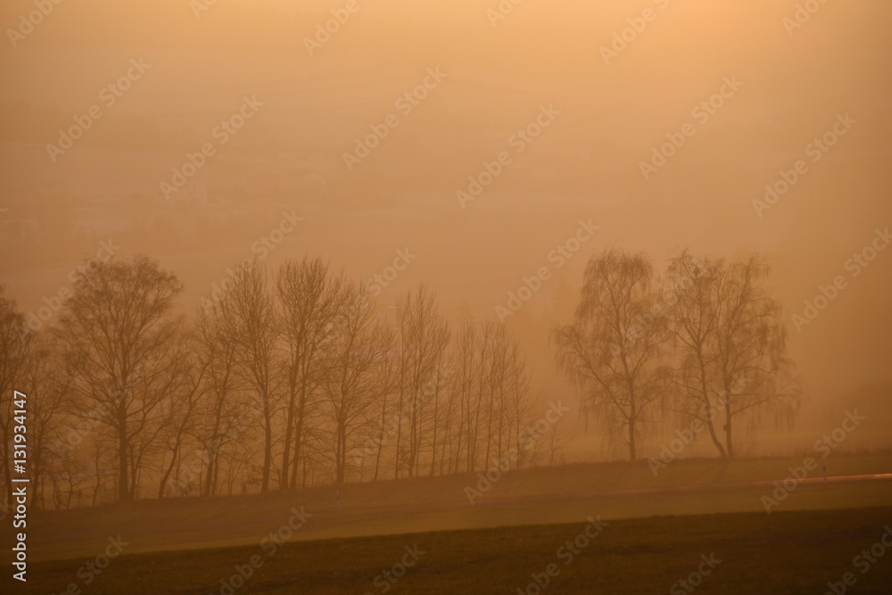 Obraz premium Baumreihe im Abendlicht
