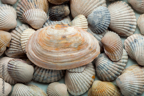 The sea cockleshell filled texture.
