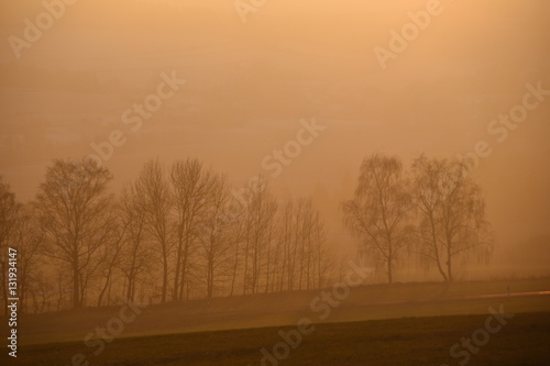 Baumreihe im Abendlicht