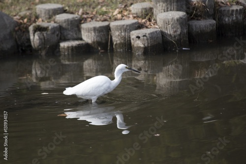 Little Egret  Egretta garzetta 