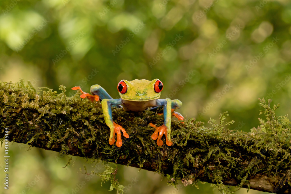 Obraz premium Red-eyed tree frog on branch (Agalychnis callidryas), Costa Rica