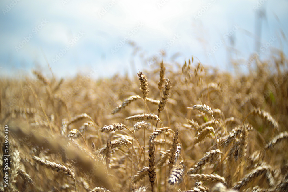 Fototapeta premium Wheat