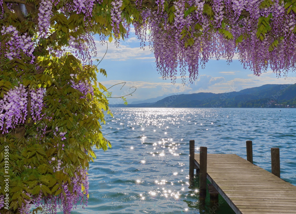 Naklejka premium Blauregen (Wisteria, Glyzinie) in Pörtschach am Wörther See / Kärnten / Österreich