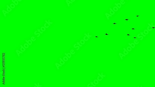 birds fly to the horizon