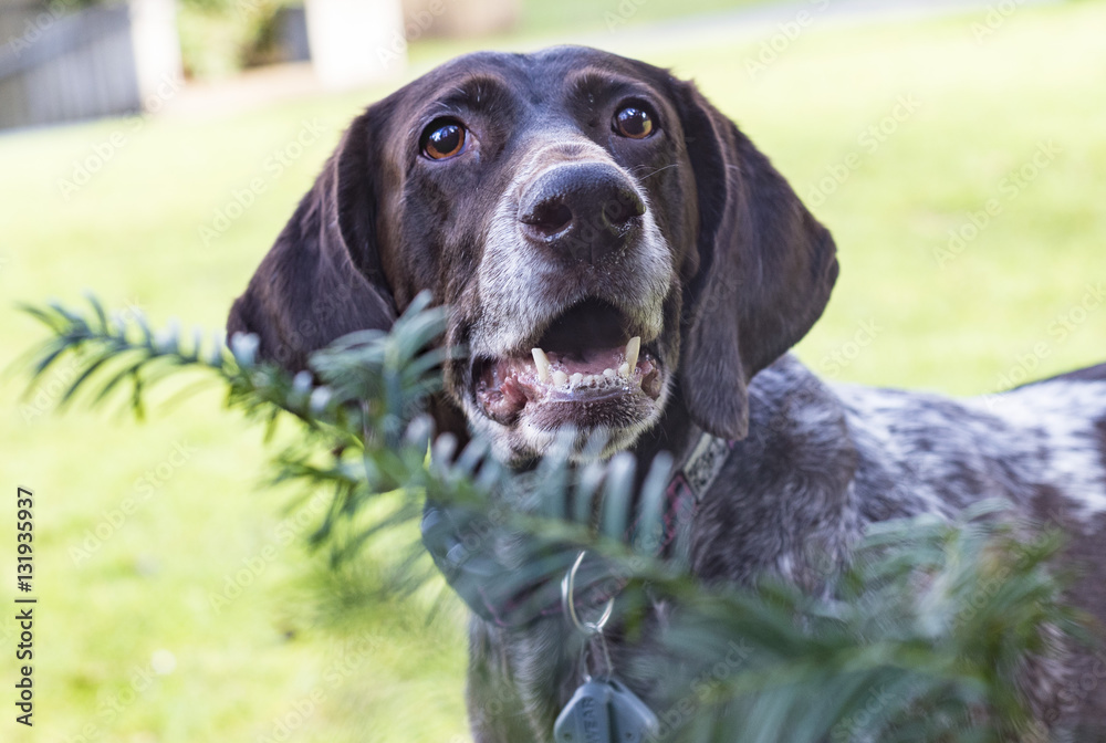 German Shorthair Pointer outside