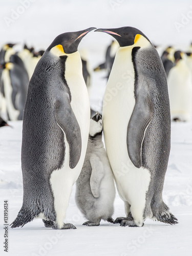 Emperor Penguins on the frozen Weddell sea