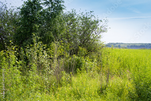 breeding habitat, nesting habitat Booted Warbler photo