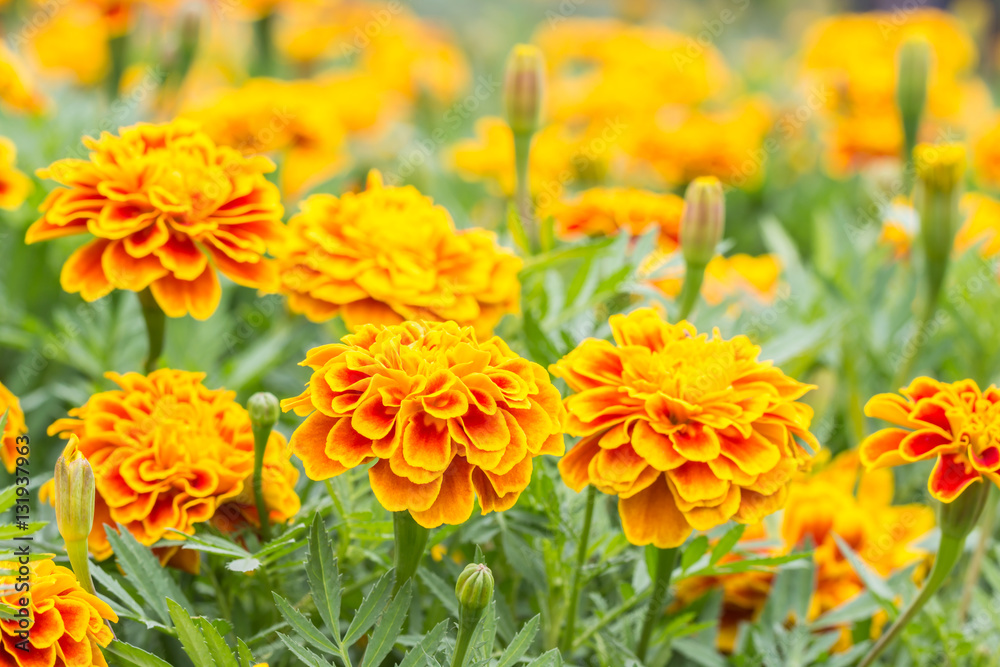 Orange flowers, French marigolds.