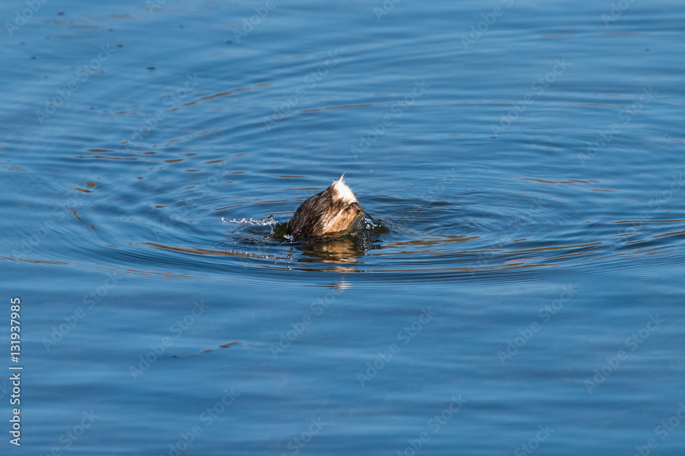 Tuffetto in acqua (Tachybaptus ruficollis) Tuffetto in acqua (Tachybaptus ruficollis)