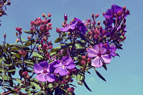 Grory bush under the blue sky photo