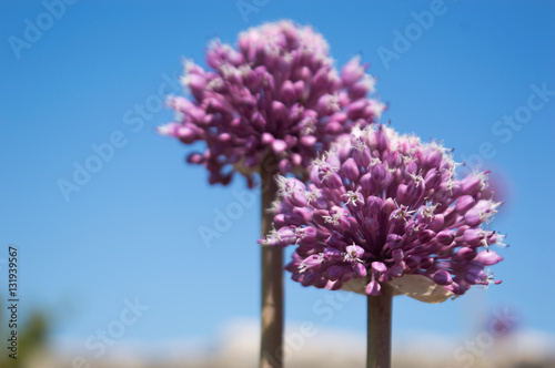 Wild leek (Allium ampeloprasum) photo