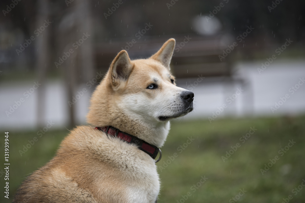 Close-up of akita inu dog.selective focus.Selective focus Close-up of akita inu dog.selective focus.Selective focus
