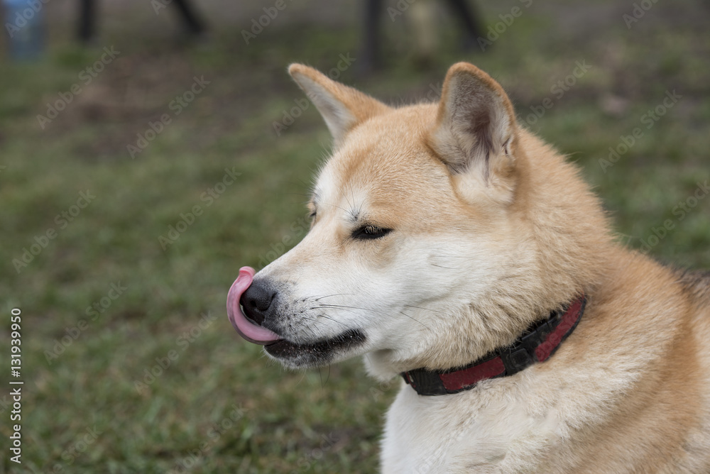 Close up portrait of akita inu dog.Selective focus Close up portrait of akita inu dog.Selective focus