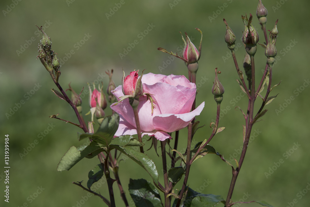 Pink rose flower on the rose bush in the garden