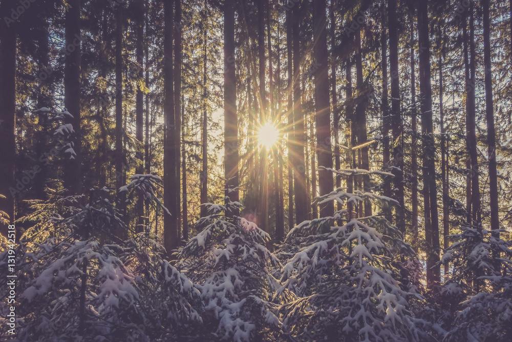 Obraz premium Sonnenschein bricht durch verschneiten Wald und scheint auf kleine Bäumchen
