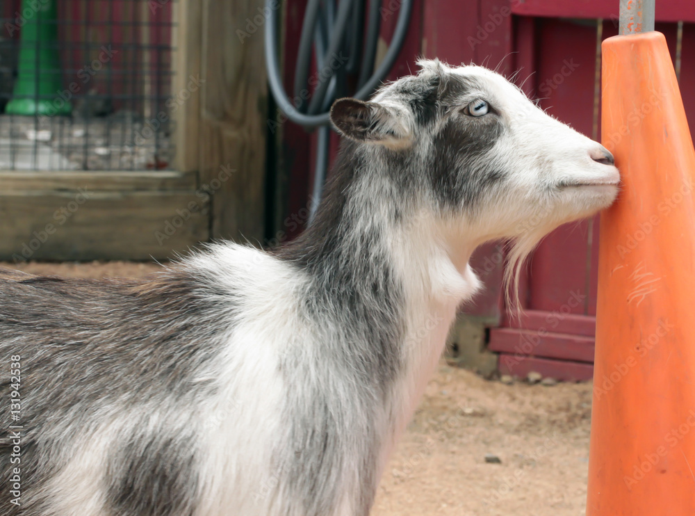 Obraz premium Goat