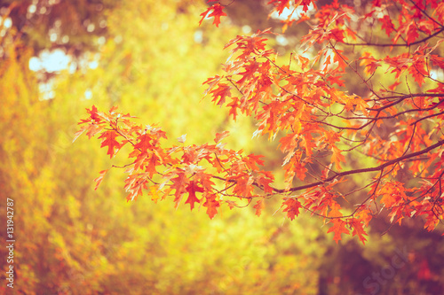 Canvas Print Autumnal leaves on oaken branch.