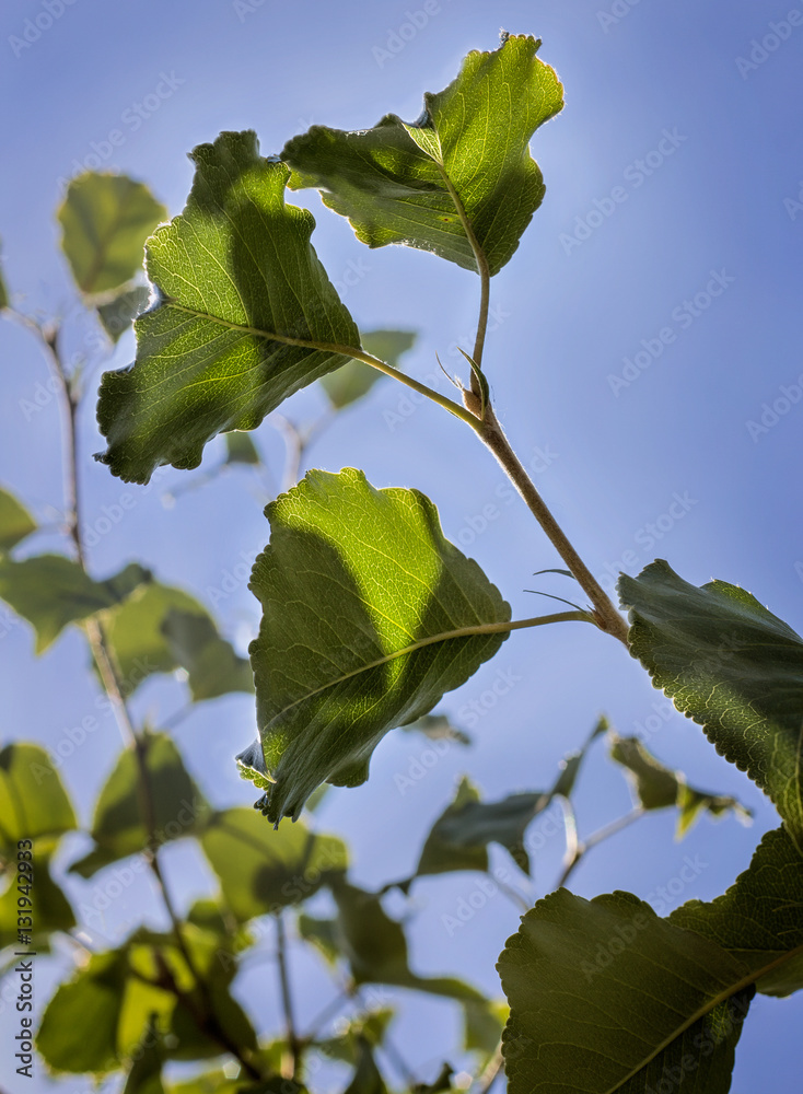 closeup of green leaves on a pear tree in summer against a blue sky closeup of green leaves on a pear tree in summer against a blue sky