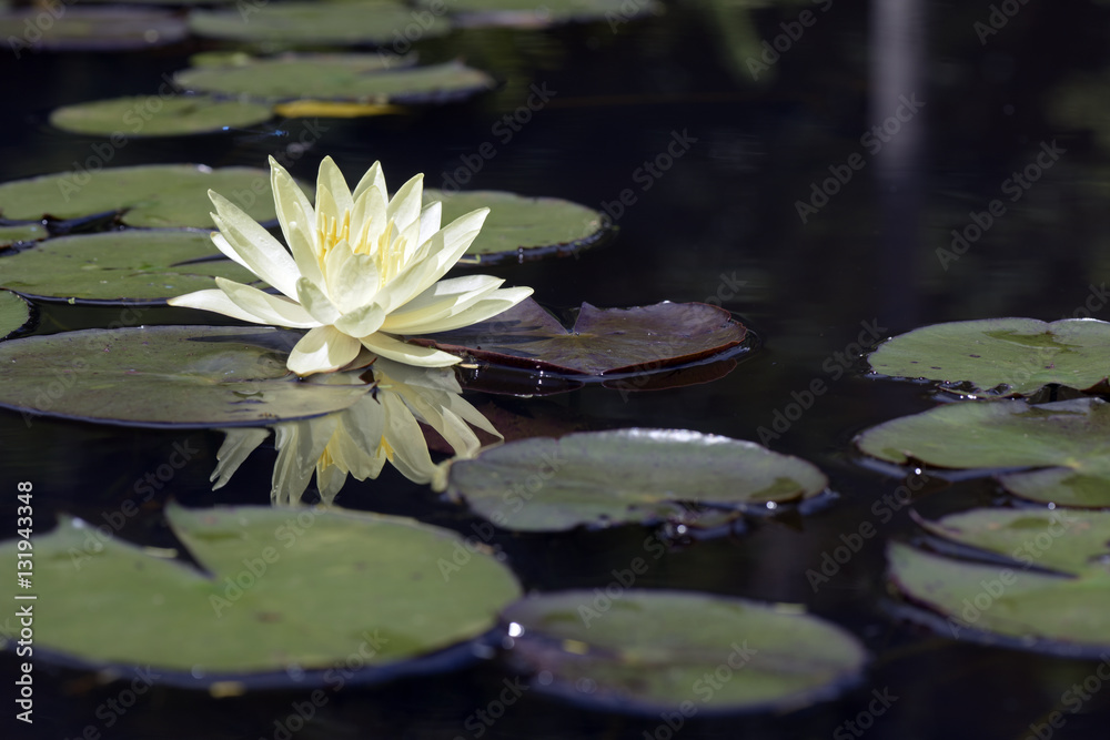 Mexican waterlily flowered in the middle of the lake