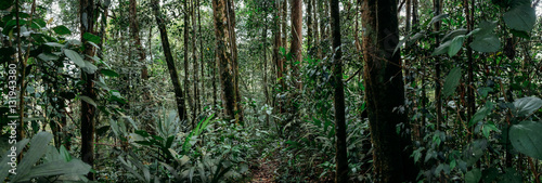 Malaysian jungle photo