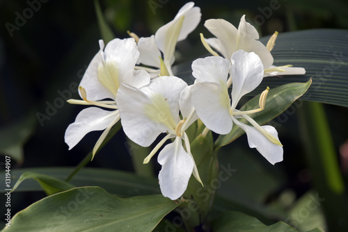 Fototapeta Naklejka Na Ścianę i Meble -  White ginger lily on dark forest background
