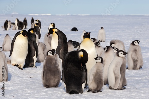 Emperor penguin Kindergarden