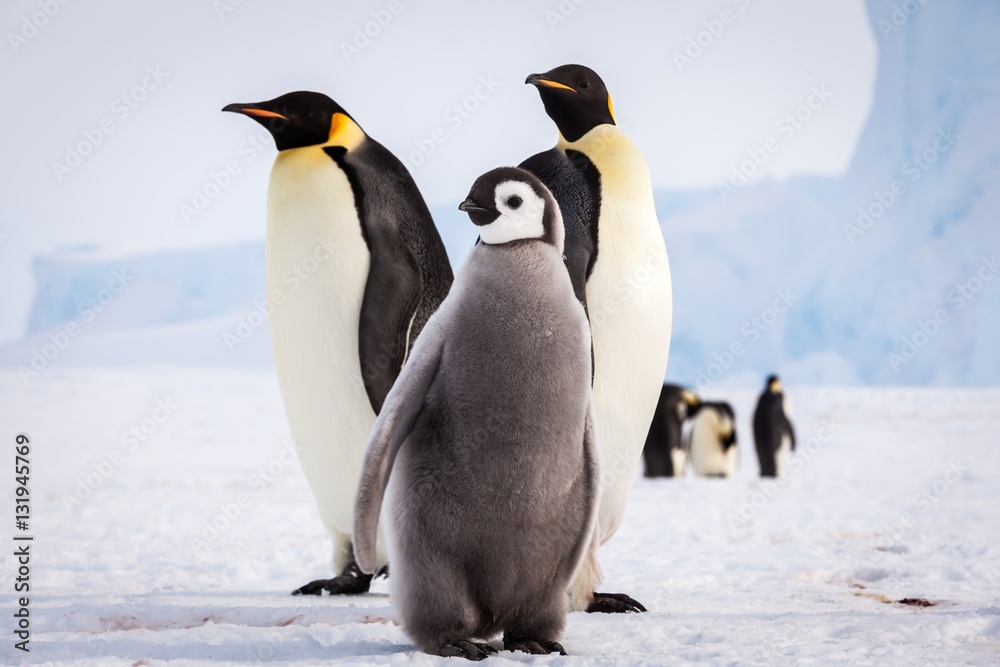 Fototapeta premium Cute Emperor penguin family