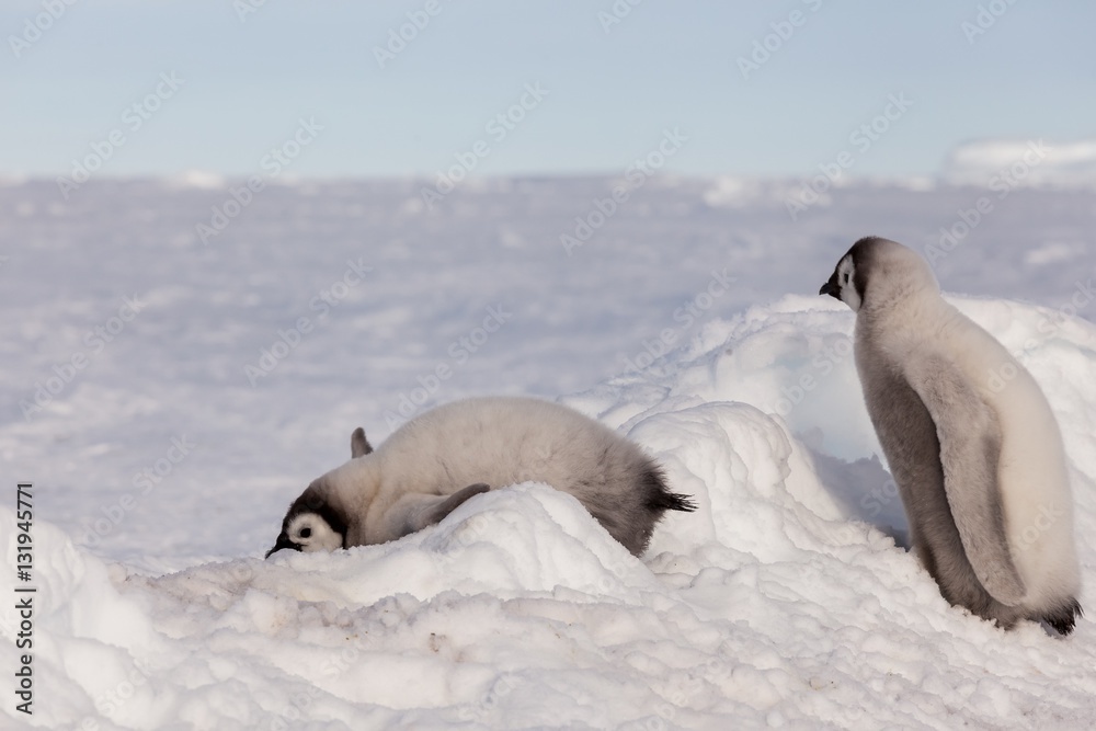 Obraz premium Cute Emperor penguin chicks sliding over ice