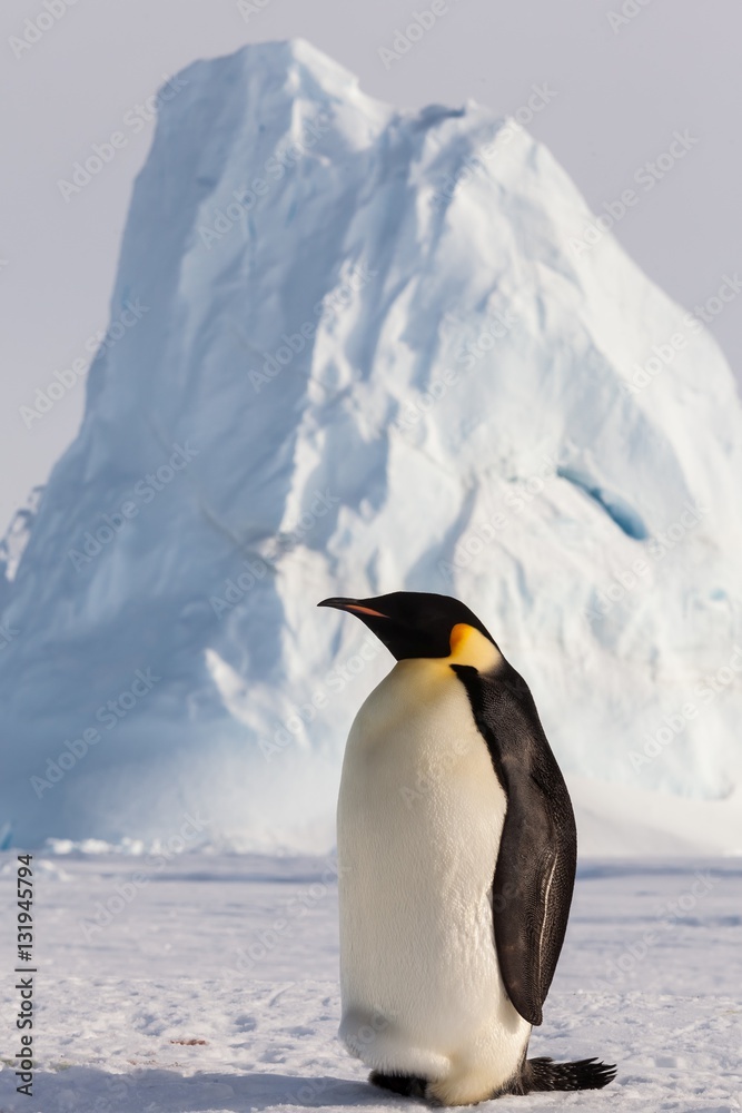 Fototapeta premium Life of an Emperor penguin in the big colony (with chicks!))
