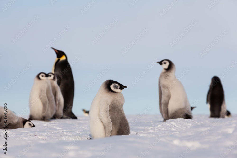 Obraz premium Cute Emperor penguin chicks
