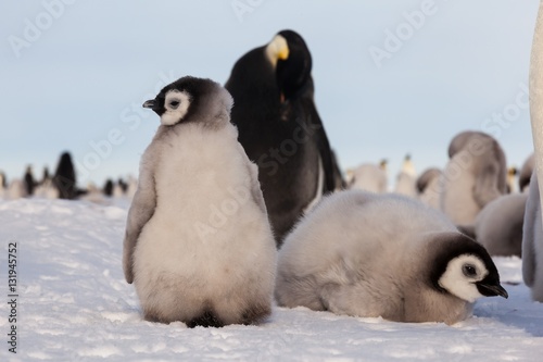 Fat Emperor penguin chicks