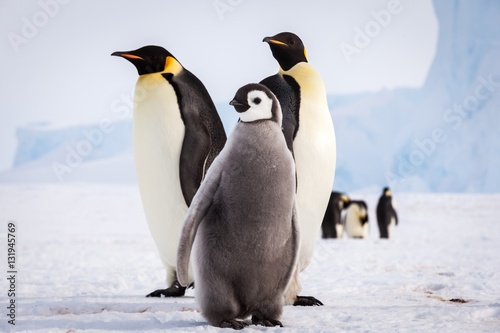 Cute Emperor penguin family