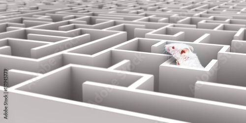 White Mouse in White maze looking over walls