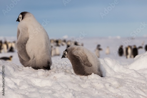 Cute Emperor penguin chicks