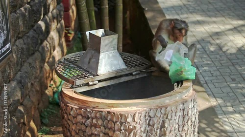 Wallpaper Mural closeup monkey climbs out of stone dust-bin at tree trunk holds transparent plastic bag by rocky path in tropical park Torontodigital.ca