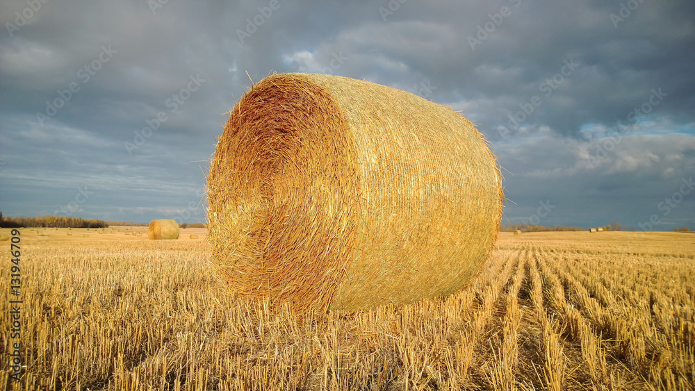 Round Straw Bale in a Field