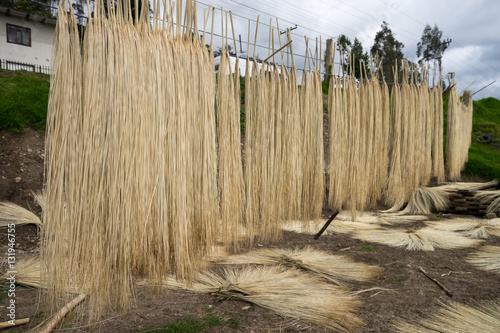 material for weaving Panama hats is being dried outdoors in SIgsig rural Ecuador photo