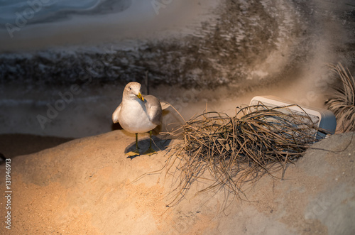 Seagull photo