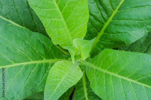 Blooming tobacco plants with leaves